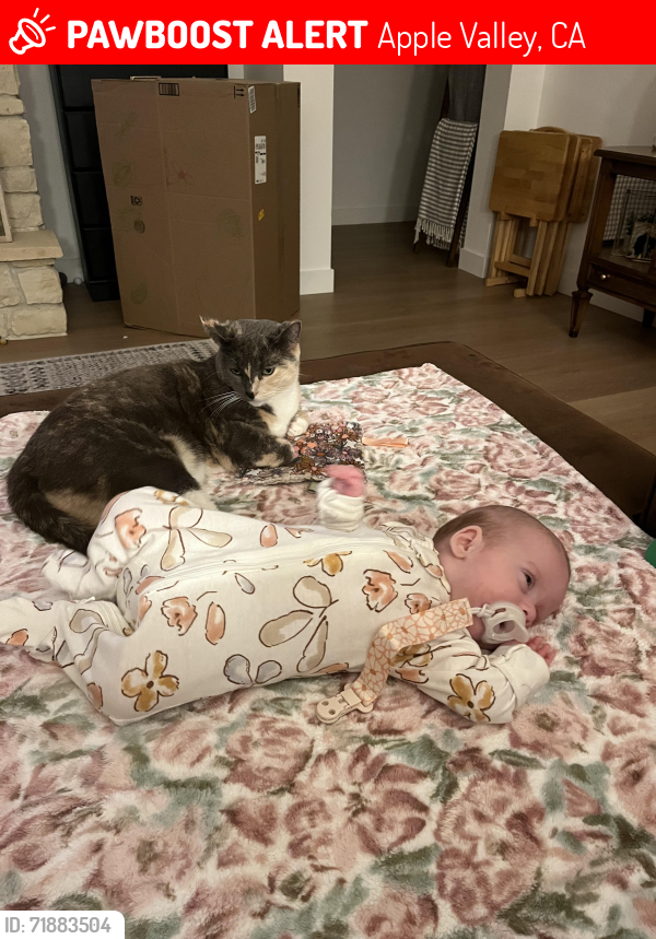 Lost Female Cat last seen Tonkawan and Choco, Apple Valley, CA 92307