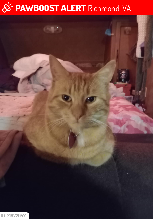 Lost Male Cat last seen Near 4508 Cochise Trial Richmond, Richmond, VA 23237