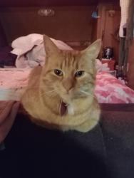 Lost Male Cat last seen Near 4508 Cochise Trial Richmond , Richmond, VA 23237