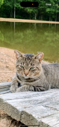 Lost Male Cat last seen Gibsonville Ossipee Rd., Elon, NC 27244