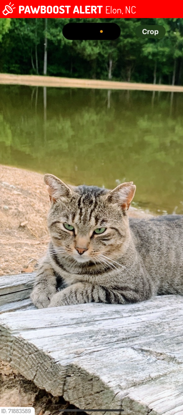 Lost Male Cat last seen Gibsonville Ossipee Rd., Elon, NC 27244