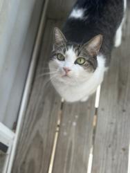 Lost Male Cat last seen The slates apmts , Powdersville, SC 29673