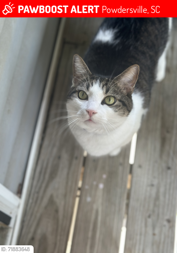 Lost Male Cat last seen The slates apmts , Powdersville, SC 29673