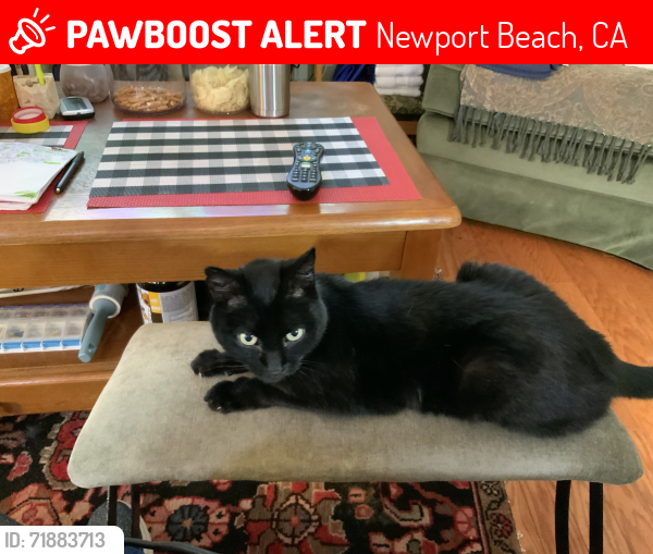 Lost Female Cat last seen Indus Street, Newport Beach, CA , Newport Beach, CA 92660