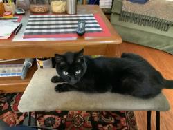 Lost Female Cat last seen Indus Street, Newport Beach, CA , Newport Beach, CA 92660
