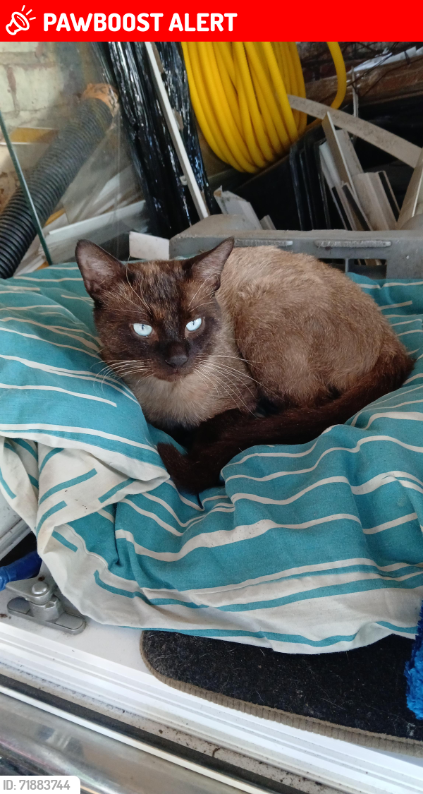 Lost Male Cat last seen CLEAVLAND Street, Hull , Kingston upon Hull, England HU8