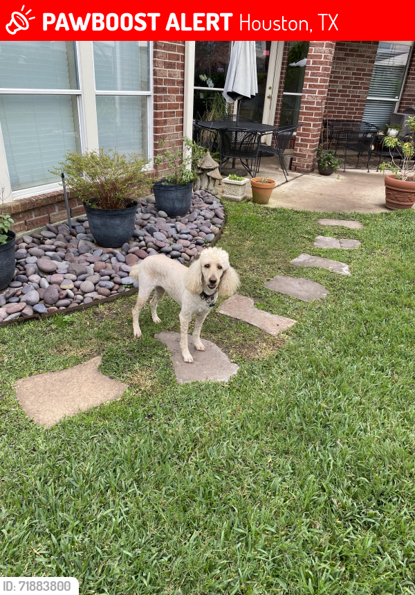 Lost Female Dog last seen Campbell, Houston, TX 77024