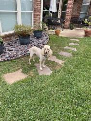 Lost Female Dog last seen Campbell, Houston, TX 77024