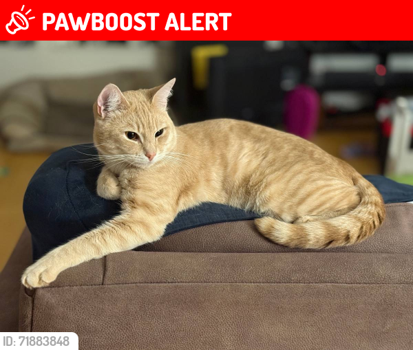 Lost Male Cat last seen Holmes Rd & Goldcoach Rd, Sisters OR, Deschutes County, OR 97759
