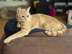Lost Male Cat last seen Holmes Rd & Goldcoach Rd, Sisters OR, Deschutes County, OR 97759