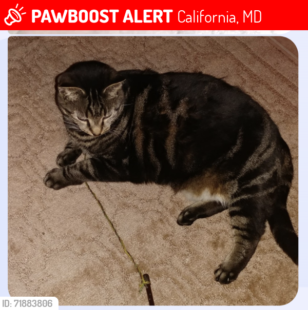 Lost Female Cat last seen Onion feild ln Indian bridge rd, California, MD 20619