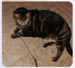 Lost Female Cat last seen Onion feild ln Indian bridge rd, California, MD 20619