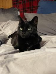 Lost Female Cat last seen Harbor Freight 7th St Las Vegas NM, Las Vegas, NM 87701