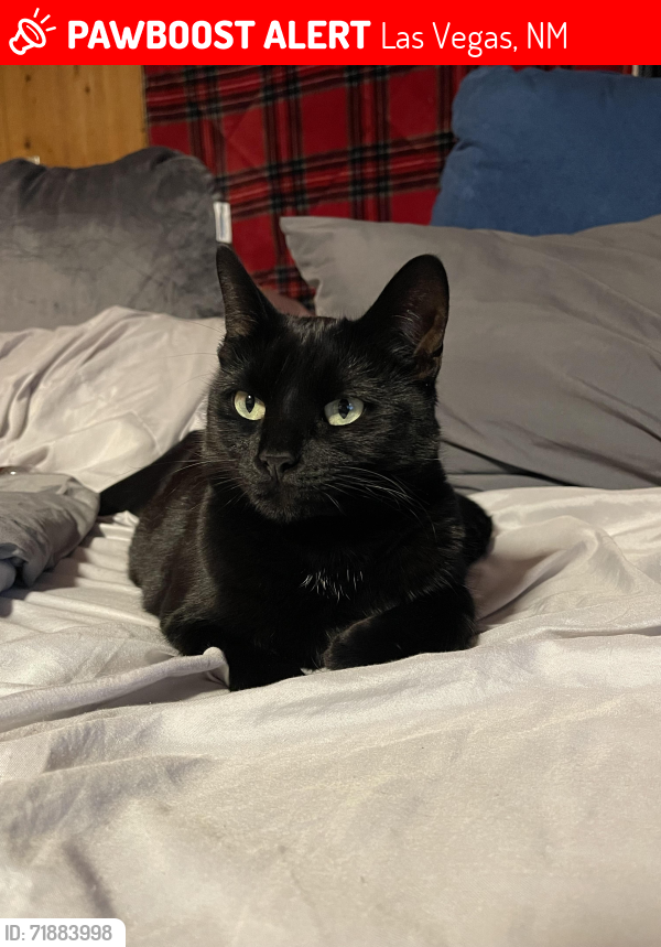 Lost Female Cat last seen Harbor Freight 7th St Las Vegas NM, Las Vegas, NM 87701