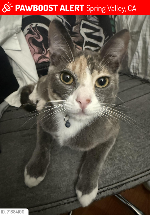 Lost Female Cat last seen Avenida angulia street, Spring Valley, CA 91977