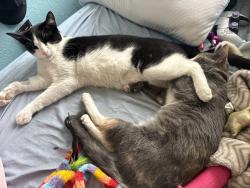 Lost Male Cat last seen Near avenida angulia, Spring Valley, CA 91977