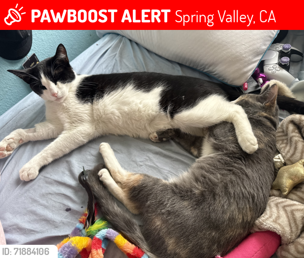 Lost Male Cat last seen Near avenida angulia, Spring Valley, CA 91977