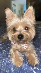 Lost Female Dog last seen Kingswood ests off 17th St , Vero Beach, FL 32961