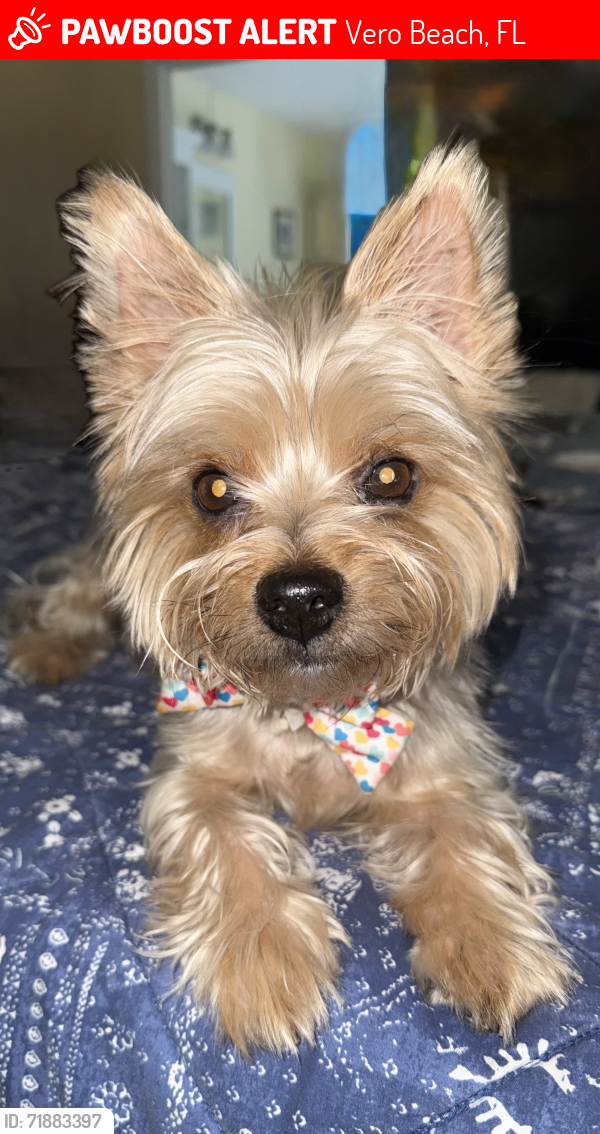 Lost Female Dog last seen Kingswood ests off 17th St , Vero Beach, FL 32961