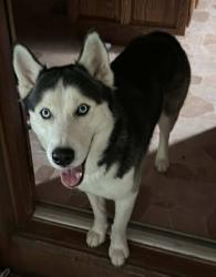 Lost Male Dog last seen Braselton Hwy, Mount Moriah Rd, Auburn, GA 30011