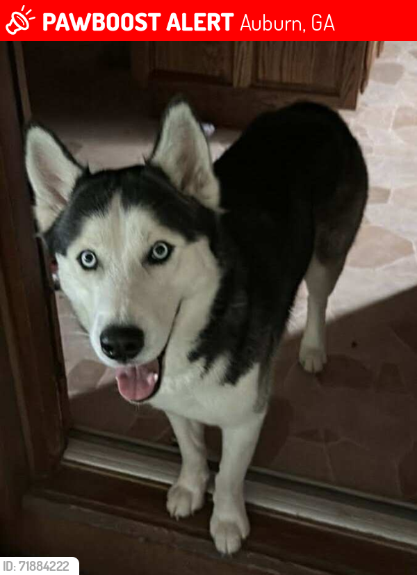 Lost Male Dog last seen Braselton Hwy, Mount Moriah Rd, Auburn, GA 30011