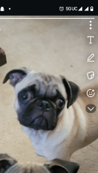 Reunited Male Dog last seen Near Wycliff Ave, Dallas, TX 75219, USA, Dallas, TX 75219