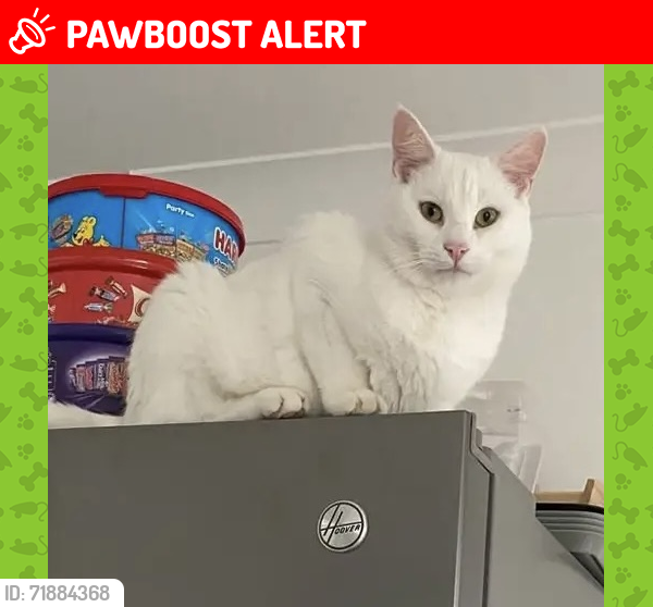 Lost Male Cat last seen NR293AJ, Scratby, England NR29 3AJ