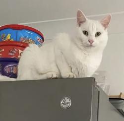 Lost Male Cat last seen NR293AJ, Scratby, England NR29 3AJ