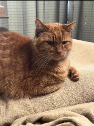 Lost Male Cat last seen Black oak drive and Welnetz road , Trail Creek, IN 46360