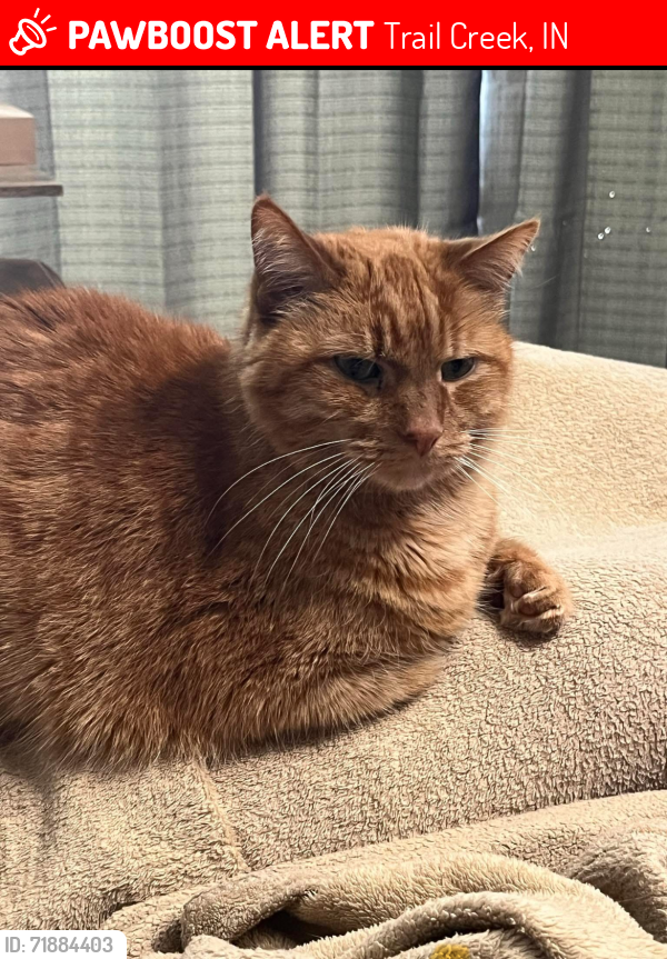 Lost Male Cat last seen Black oak drive and Welnetz road , Trail Creek, IN 46360