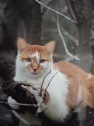 Lost Male Cat last seen Medway Road and Highbury Road, Arva, ON N0M 1C0
