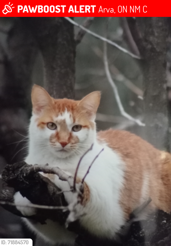 Lost Male Cat last seen Medway Road and Highbury Road, Arva, ON N0M 1C0