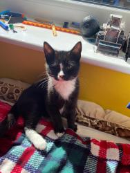 Lost Male Cat last seen Sigston Road between Goodfell Road and Southfield Drive, East Riding of Yorkshire, England HU17