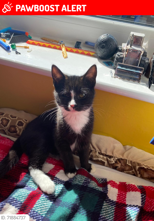Lost Male Cat last seen Sigston Road between Goodfell Road and Southfield Drive, East Riding of Yorkshire, England HU17