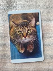 Lost Female Cat last seen Landsburg Rd Fennville, Fennville, MI 49408