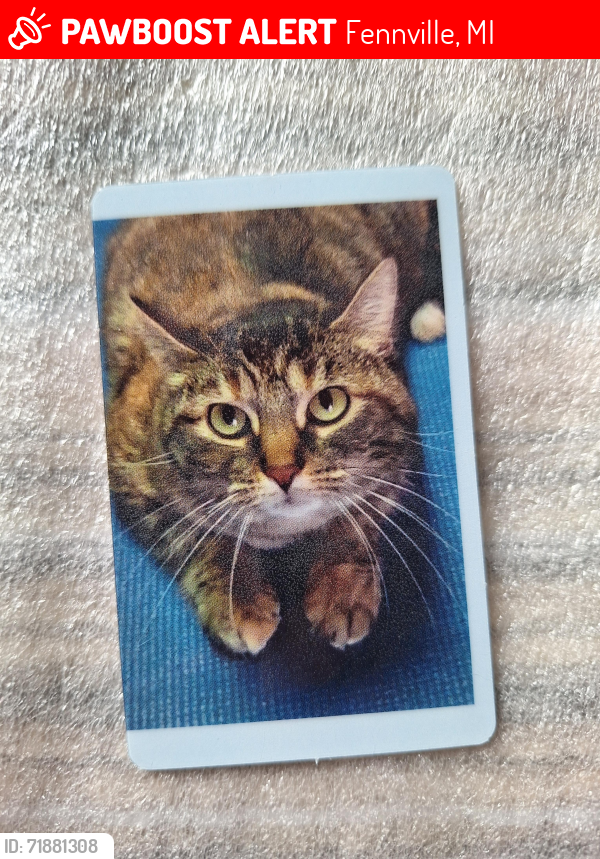 Lost Female Cat last seen Landsburg Rd Fennville, Fennville, MI 49408