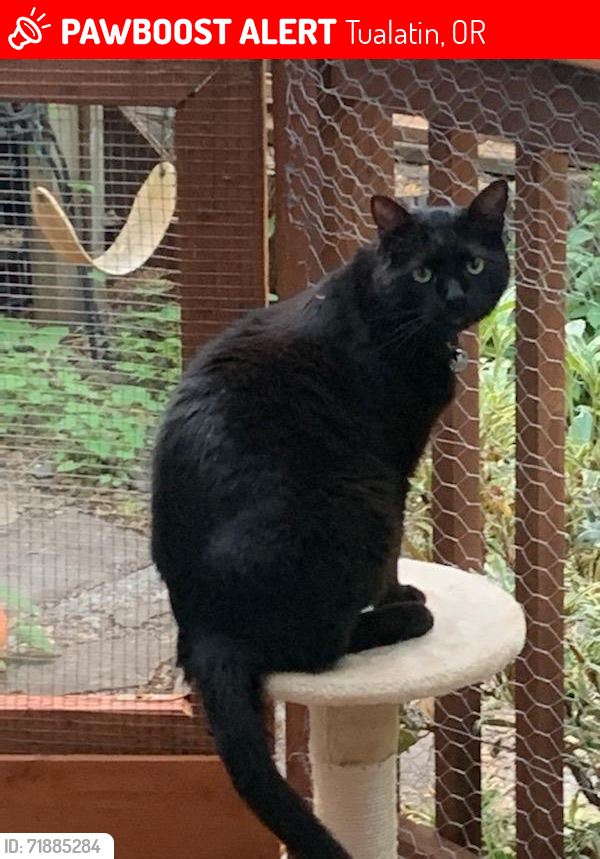 Lost Male Cat last seen Iowa is the cross street.  Just south of Tualatin High School , Tualatin, OR 97062