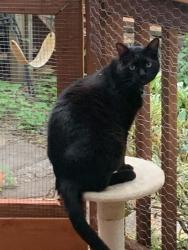 Lost Male Cat last seen Iowa is the cross street.  Just south of Tualatin High School , Tualatin, OR 97062