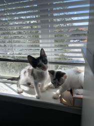 Lost Male Cat last seen not sure, Tampa, FL 33647