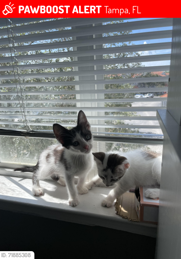 Lost Male Cat last seen not sure, Tampa, FL 33647