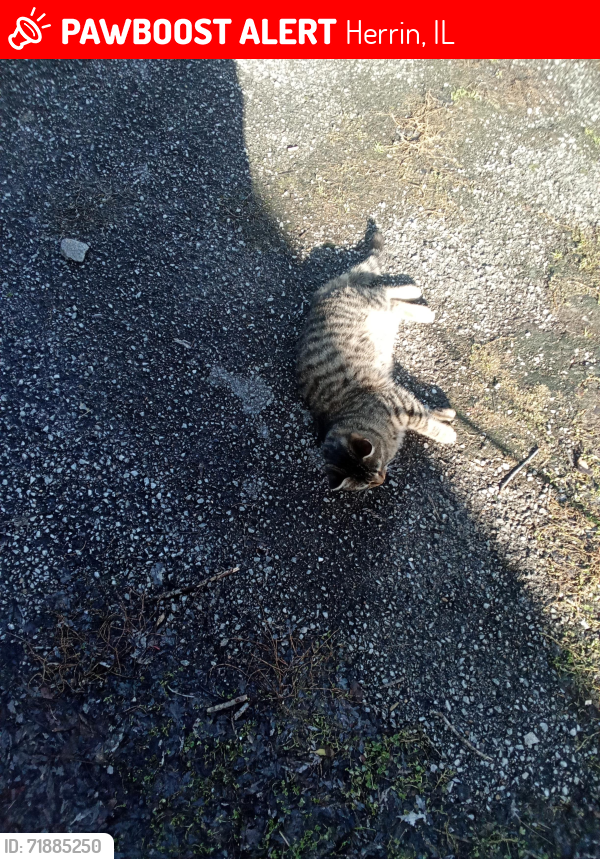 Lost Male Cat last seen Blue Blaze trail Herrin Illinois, Herrin, IL 62948