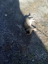 Lost Male Cat last seen Blue Blaze trail Herrin Illinois, Herrin, IL 62948