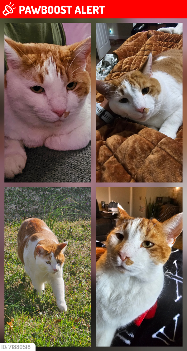 Lost Male Cat last seen Central Valley Rd and Manor Farm Drive Murfreesboro, TN 37129, Rutherford County, TN 37129