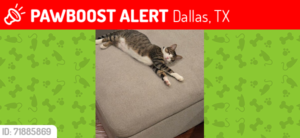 Lost Male Cat last seen Richwater Dr and Campbell Rd., Dallas, TX 75252
