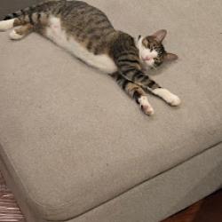 Lost Male Cat last seen Richwater Dr and Campbell Rd., Dallas, TX 75252