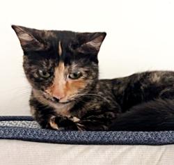 Lost Female Cat last seen Old Farm Road, Lunenburg. , Lunenburg, MA 01462