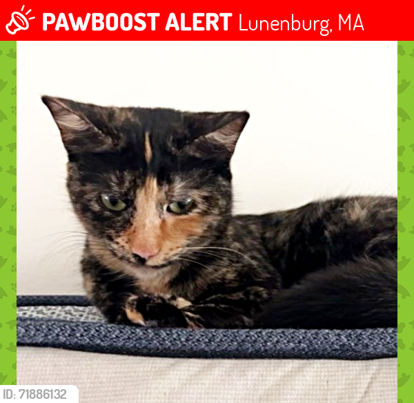 Lost Female Cat last seen Old Farm Road, Lunenburg., Lunenburg, MA 01462