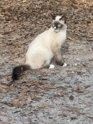 Lost Male Cat last seen County road 25, Belleview, FL 34420