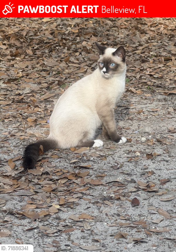Lost Male Cat last seen County road 25, Belleview, FL 34420