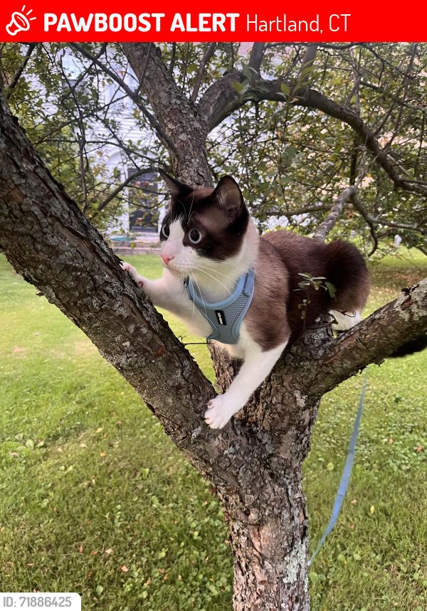 Lost Male Cat last seen Near Walnut Hill Road East Hartland CT, Hartland, CT 06027